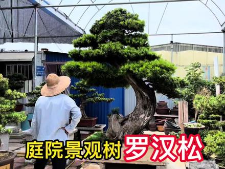 大哥从安徽淘了一颗百年罗汉松,在自己手里养了16年,要28000值吗 #罗汉松 #别墅庭院植物 #景观树