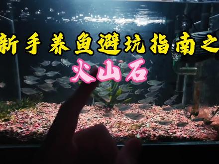 新手养鱼避坑指南之火山石,你觉得火山石到底能不能用呢? 火山石可作为是养鱼过程常备的滤材,但是很多鱼友对此是又爱又恨,火山石到底能不能用呢?以及它究竟有哪些好处呢?我的回答是能用,但是要注意使用的环境,火山石本身的特性是呈弱酸性,同时放入缸体里可以起到调酸的作用,喜弱酸环境的鱼儿特别适合火山石的存在,火山石含有一定量的矿物质元素,比如铁、钙、镁等,这些元素容易被鱼儿吸收,进而有利于鱼儿的发色和促进骨络的生长。火山石自身也具备吸收水体的重金属元素以及氨和亚硝酸的功能,同时表面含有大量的孔隙,对于一些鱼友喜欢用火山石铺底时,这些大量的孔隙可以有利于培养硝化细菌,同时硝化细菌能够更好的进行附着,进而维持水体的水质稳定!但是很多鱼友比较头疼以及需要注意的是,火山石铺底后容易藏纳大量的鱼便以及形成有机物残饵等的堆积,第一特别难清洗,只要轻微搅动就可以引发水质震荡,第二大量堆积的鱼便以及有机物残饵使得火山石的孔隙堵塞,导致大量的厌氧菌进行繁殖,厌氧菌大量的繁殖过程会导致水体出现跌酸的现象,水体中的ph值会急剧下降,轻者影响鱼儿的健康状况,重者容易导致鱼儿的死亡!所以在使用火山石的时候要具体情况具体分析!#火山石 #养鱼 #溪流缸 #锦鲤 #养鱼日记