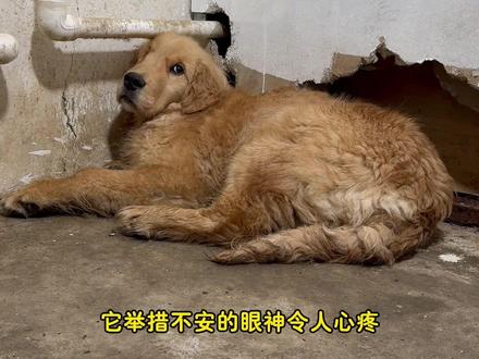 生活在猪圈里的大金毛后续来了