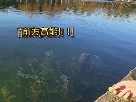 谢谢观看感谢支持关注#钓鱼只有钓鱼人懂 #钓鱼🎣 #这是高手