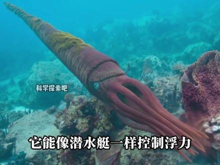 奥陶纪的海洋霸主,却被自己的优势逼到灭绝! #房角石 #科普 #古生物 #生物科普 #海洋生物