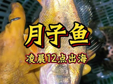 出海捕鱼的快乐,今天又吃上满膏的皮皮虾。#出海捕鱼 #渔民生活实拍 #赶海