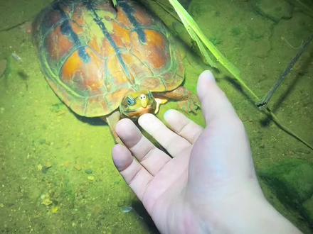 观察自然生态,记录生物之美。 #水生生物科普#养龟日常 #奇趣自然#户外实拍#五一去哪儿
