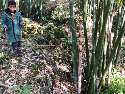 手把手教大家找竹虫,一砍一个准好玩又刺激,每次都收获满满