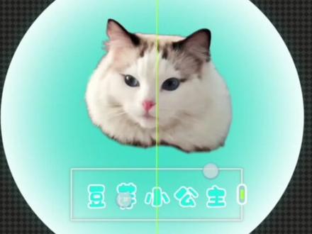 先出一下扇底制作教程~#猫咪表情包制作 #猫猫万岁 #一只小饱饱 #豆芽 #是只猫