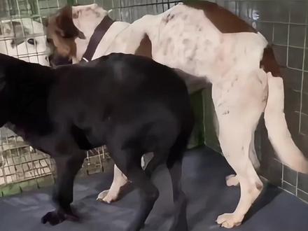 菜刀的如愿白漂亮的失恋🤣漂亮花花隔笼相望😂 菜刀:哎这下真有媳妇儿了
白漂亮:我媳妇儿咋去那了?!
花花:这对嘛?#西北刀客 #西北刀客汪汪队 #实战猎犬 #狗狗 @西北刀客-公益护农 @西北刀客-机油手 @西北刀客-吴队 @_a!沙妹妹_ @君军