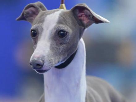 挑选狗子之灵缇犬#抖音萌宠