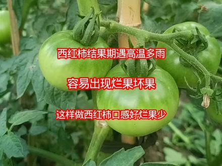西红柿果期遇高温多雨,易烂果坏果?学会这招西红柿口感好烂果少 #西红柿种植 #番茄养护 #种菜小技巧 #居家种菜 #瓜果管理