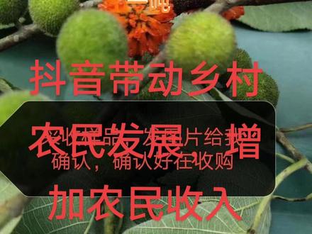 发财了发财了,你家乡有构树果果的摘下来晒干4000一吨,加工成籽籽2万一吨#抖音助农 #支持抖音传播正能量 #支持三农扶持三农发展