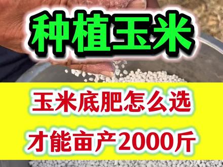 玉米底肥怎么选#玉米种植 #玉米底肥 #玉米高产管理 #玉米高产种植