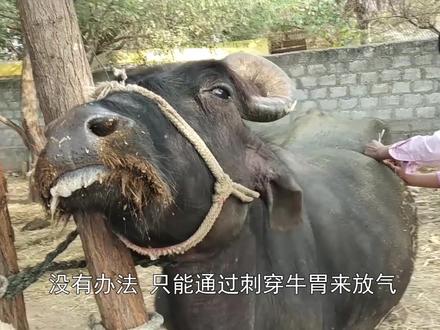 牛儿腹胀如球,主人一根铁钉下去,直接扎腹“放气”!