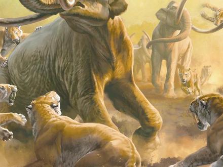 剑齿虎通常被认为由旧大陆巨颏虎属的短齿猫演化而来,上新世期间扩散到美洲。大约1万年前,由于气候、人类活动、食物资源减少等因素的叠加作用,剑齿虎最终灭绝。#科普 #史前巨兽 #剑齿虎