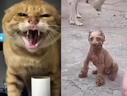 一门双至尊 #胖橘 #泰迪 #邪恶泰迪 #耄耋