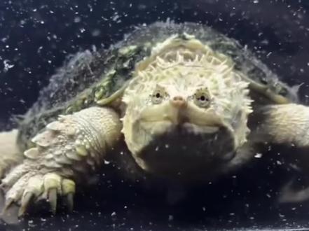 #养龟日记 #佛鳄龟 #鳄龟养殖日常 白佛的养殖方法
1. 控制光照,避免暴晒
•佛鳄龟长期处于强光(尤其是阳光直射)环境中,体色易变深、发暗。日常可提供散射光(如放在室内靠近窗户但不直射的位置),或用低功率的UVB灯(每日照射4-6小时,模拟自然光照),既能满足其生理需求,又能避免体色过深。
•严禁长时间暴晒(如夏季露天放置),否则可能导致龟甲开裂、体色暗沉,甚至引发中暑。
2. 保持水质清洁,减少色素沉积
•水质浑浊、氨氮/亚硝酸盐超标时,龟的皮肤易附着污物,体色会显得灰暗。需坚持定期换水+高效过滤:每周换1/3-1/2晾晒后的自来水,配备功率足够的过滤设备(如底滤、外挂滤),及时清理粪便和残食,避免水体滋生藻类或污染物,让皮肤保持干净状态,自然显透亮。
3. 优化喂食,避免“染色”食物
•避免长期喂食深色、易色素沉积的食物(如大量投喂红虫、深色人工饲料),可优先选择浅色高蛋白食物,如新鲜的白虾、去鳞的白肉鱼(如鳕鱼、巴沙鱼)、浅色的专用鳄龟粮,减少食物色素对体色的影响。
•喂食量需控制(成龟3-4天喂1次,幼龟1-2天1次),避免过量导致消化不良,间接影响皮肤状态。
4. 注意环境底色的辅助作用
•养殖容器的底色会对龟的体色产生轻微“应激适应”:选用浅色容器(如白色、浅灰色玻璃缸),相比深色容器,更能减少龟的体色“趋暗”倾向,视觉上显得更干净。但此方法仅为辅助,无法改变基因决定的体色本质。
需注意:佛鳄龟的“白化个体”(通体雪白、眼睛发红)是罕见的基因突变类型,普通佛鳄龟无法通过养殖养出这种效果,切勿轻信“能养出白化龟”的虚假方法。