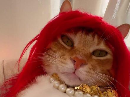 神魂颠倒的哈基米。 快来汽水音乐把这首歌设置为铃声吧。#神魂颠倒 #骚猫#萌宠的生活很快活 #宠物运镜 @DOU+上热门 @抖音小助手