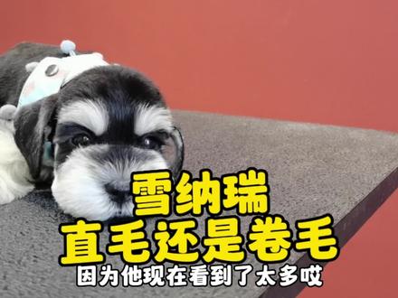 雪纳瑞应该是直发还是卷发??#雪纳瑞 #雪纳瑞日常