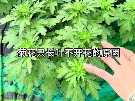 菊花为什么事张叶不开花?#种植小技巧