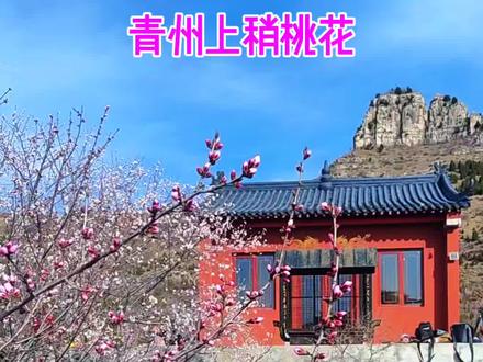青州上稍村桃花已进入最佳观赏期,盛花期一周左右。