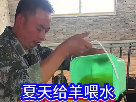 夏季给羊喂水 #养羊 #养羊人