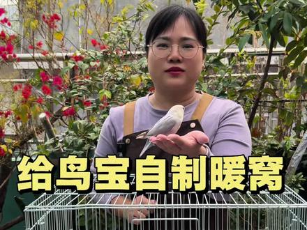 教你用一块毛巾给鹦鹉自制暖窝,让鸟宝温暖过冬。#萌宠出道计划 #鹦鹉日常 #手养鹦鹉 #鹦鹉