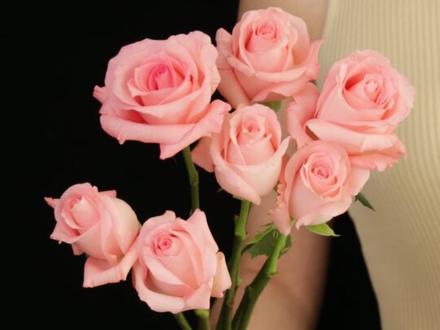 2.14情人节不知道送啥花给ta?20款热门玫瑰附花语, 送花不纠结!#鲜花 #玫瑰 #214情人节礼物来啦💄💍💍💎💎🎁🎁🎁 #一束花的仪式感 #花语