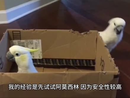 鹦鹉呼吸困难,呼吸急促、咳嗽、张嘴呼吸、异响、点尾式呼吸。呼吸道问题怎么办?#鹦鹉 #手养鹦鹉 #玄凤鹦鹉 #鹦鹉🦜 #鹦鹉小白