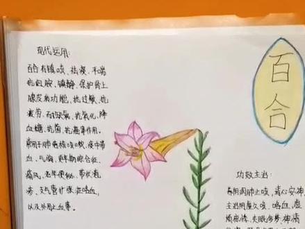 #中草药 制作手抄报,学习🌿功效和主治。(十一)百合