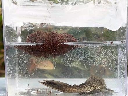 100000头红火蚁VS清道夫!会发生什么逝?#红火蚁 #清道夫 #红火蚁入侵 #神奇的动物在抖音 #观察昆虫