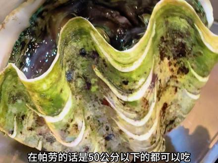 爽吃牢底坐穿贝-砗磲#帕劳#砗磲