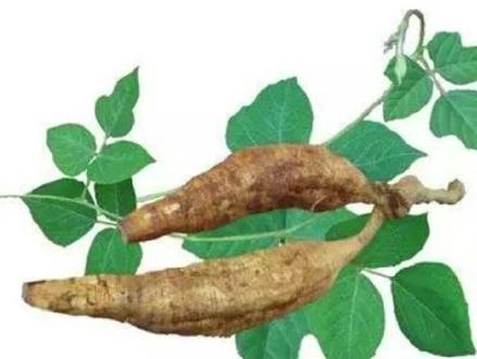 野葛比粉葛好吗?看完你就知道了#科普 #涨知识 #你好119 #养生 #营养健康 #创意