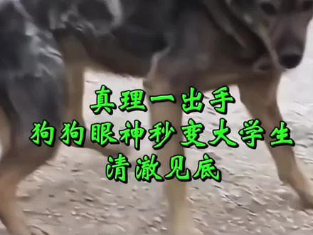 #狗狗 #狗狗秒怂#挑战狗狗见到菜刀的反应#狗狗眼神秒变大学生#狗狗的心思都写在脸上了
我比喻的是狗狗的眼神秒变像大学生一样,涉世未深,清澈见底。别理解错,没有侮辱大学生的意思