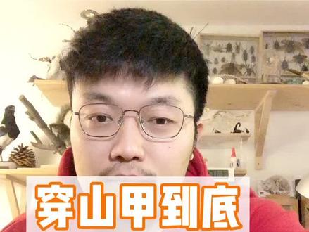 #野生动物 都说穿山甲可以下奶、煲汤,但是他们真的可以吃么?