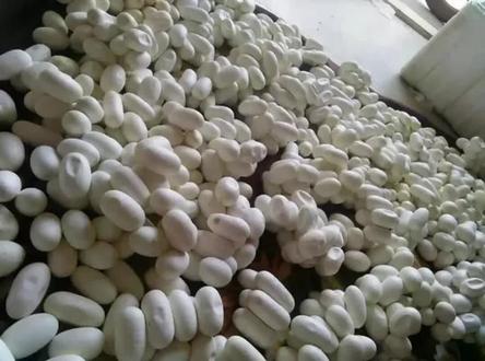 养蛇投Z可大可小,规模大投Z就大,反之,规模小投Z就小。养蛇投Z可以跟据自己的实际情况,来做决定。#人工养蛇技巧 #养蛇和利润和成本 #养蛇技术教程大全