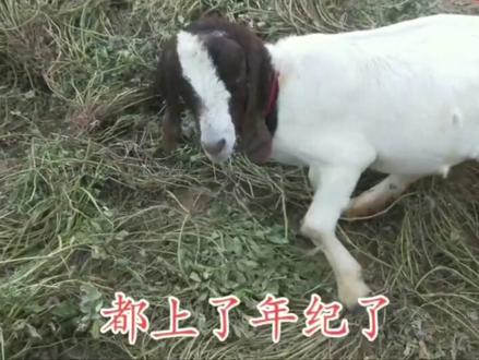 老大爷跨省买秃头,高价买回“假”秃头!真憋屈