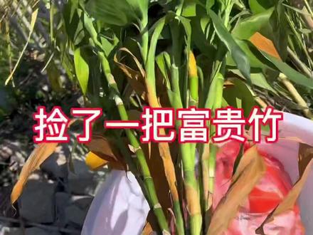 家里的富贵竹黄叶干枯不要扔,换个漂亮花瓶,让它再次恢复生机#园艺 #养花小知识 #富贵竹 #营养液 富贵竹生根了