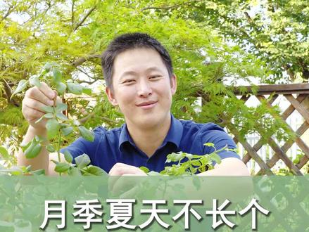 月季夏天不长个,一招“脉动”回来#月季 #养花小知识