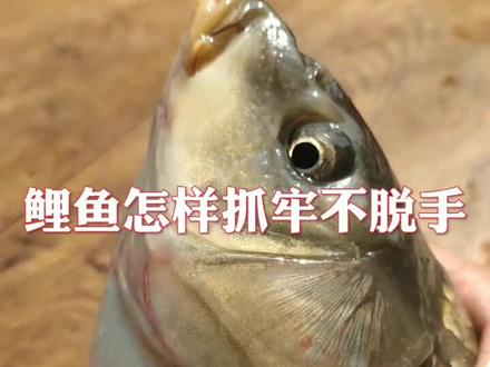 怎样抓鲤鱼不脱手#钓鱼爱好者