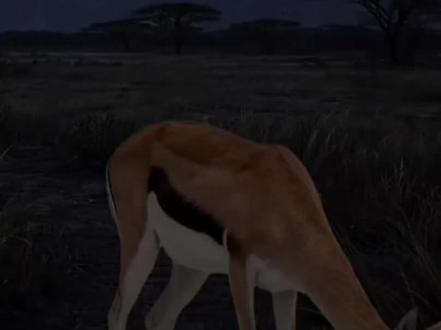 诡异短片(救救 9) #诡异#恐怖#动物#短片#胆小慎入