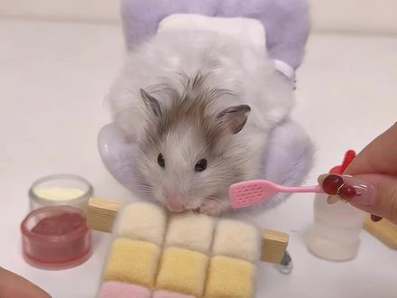 小仓鼠糊弄学!蹲不到的彩色霉豆腐“邪修”给鼠鼠吧! #宝贝年味企划 #万物可爱计划 #给萌宠过年支个招 #蔡可爱爱仓鼠 #仓鼠版霉豆腐