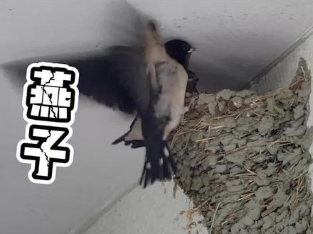 这个生物能自制“混凝土”!#科普 #神奇动物在抖音