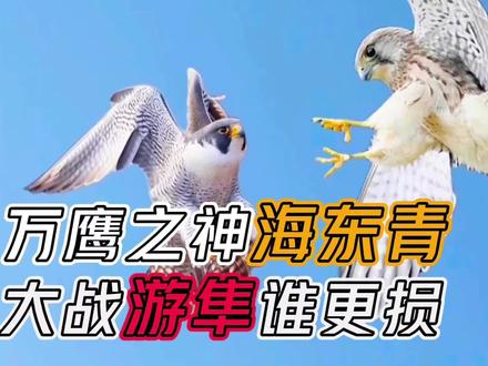 清朝地位崇高纯白色玉爪海东青太帅碾压俯冲王游隼#动物科普 #海东青 #游隼 #神奇动物在抖音 #野生动物零距离