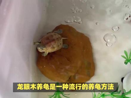 龙眼木养龟有什么好处?#养龟人 #养龟日常 #龟宠时代 #龟宠 #佩特汪