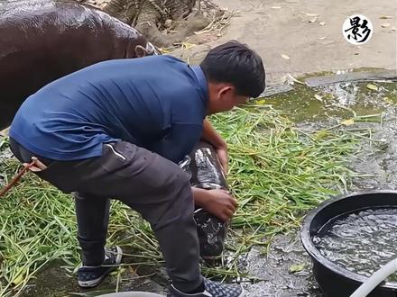 一只有洁癖的小河马 #自然奇境科普季 #自然给你点颜色看看