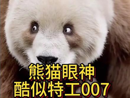 熊猫七仔天生干特工的料#熊猫#特工#婺源上坦村