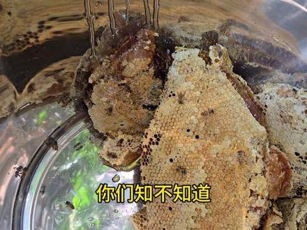 收获的季节#蜂蜜#采蜜#大自然的馈赠#廖老三的乡村生活