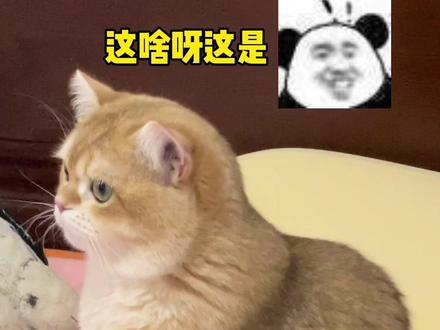 🆘震惊 我的猫突然驼背了 这是什么诡异坐姿😨#金渐层 #萌宠出道计划 #猫咪的迷惑行为 #记录猫咪日常