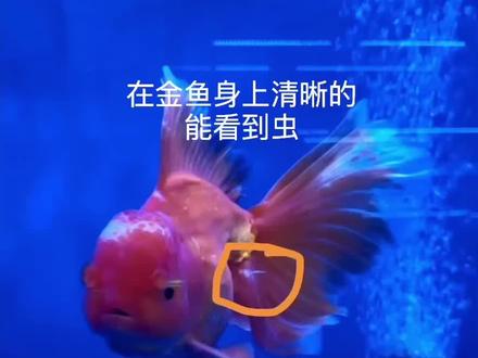 秋季,是鱼虫爆发的高峰期,季节的变化,发病率也会大大提升。#养鱼人 #观赏鱼 #养鱼日记 #金鱼