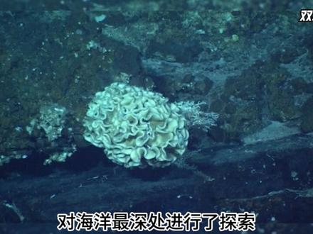 深海,地球上最后的禁区 我们即将潜入地球上环境最像外星球的地方。那些在海洋最深处被发现的东西,可能会颠覆你的想象。#知识前沿派对 #海底世界 #探索未知 #海洋