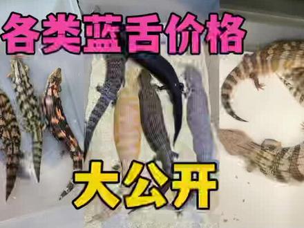 蓝舌石龙子多少钱一只?这个视频为你详细解答~#奇异动物召集令 #蓝舌石龙子 #爬宠 #蜥蜴