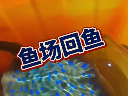 鱼场回鱼了,#鱼场 #海水鱼 #养鱼人老杨